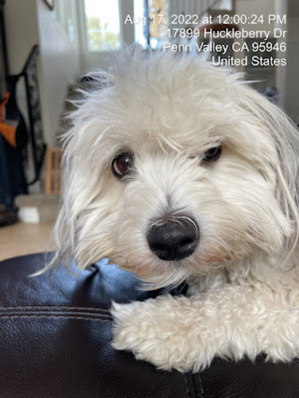 Meet your Posher, Bodhi - Picture 1 of 1